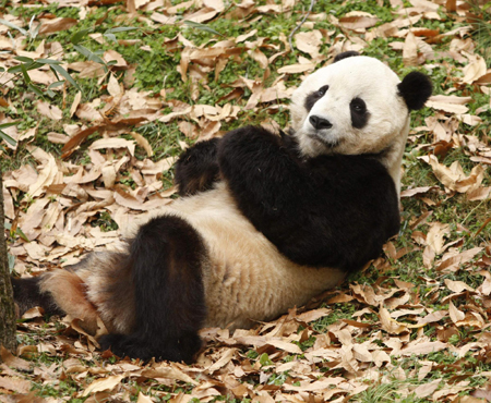 Wanted: Chinese teacher and boyfriend for US-born panda