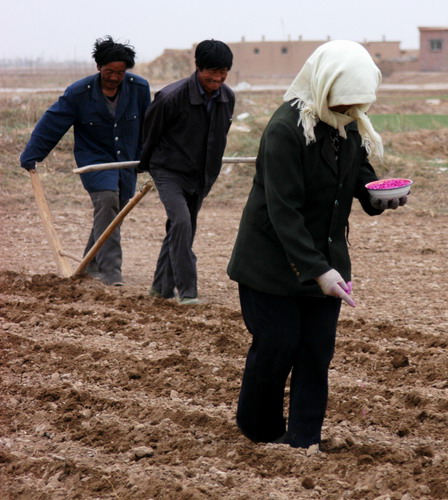 Foreign seeds cause worries over food safety