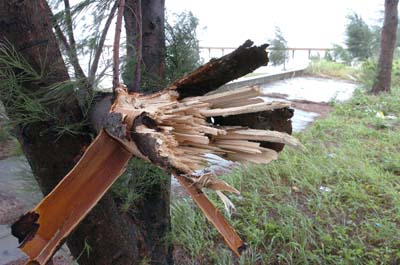 Strong winds packed by typhoon Chanchu uproot a tree in Shantou, south China's Guangdong province May 17, 2006. Chanchu- the worst typhoon on record to enter South China Sea in May - is expected to make a landfall at Huilai and Raoping in southern Guangdong province. Almost half a million local residents have been evacuated under threat of swells, according to a Xinhua report. [Xinhua] 