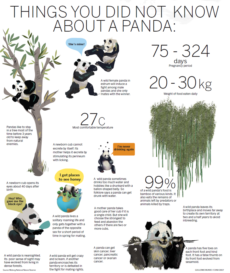 Giant pandas going wild