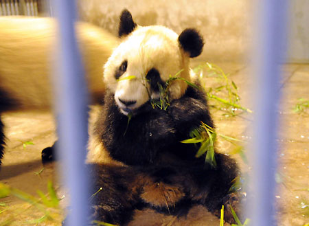 Six pandas arrive in Beijing for anniversary celebration