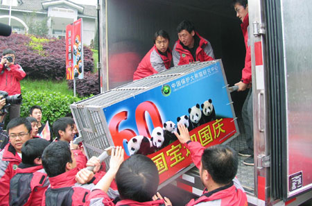 Six pandas arrive in Beijing for anniversary celebration