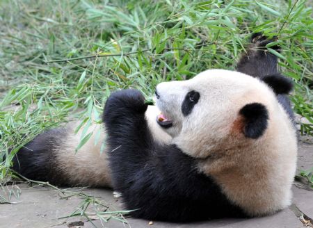 Home of panda: Ya'an Panda Base