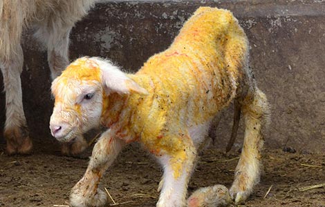 Worm turns sheep clone to 'good' fat