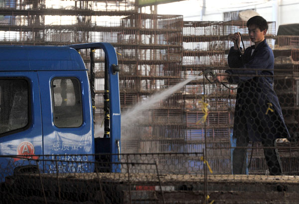 A worker cleans his truck after unloading poultry at Zijin shan live poultry market in Nanjing, Jiangsu province. You You / for China Daily Avian flu quiets song in bird market