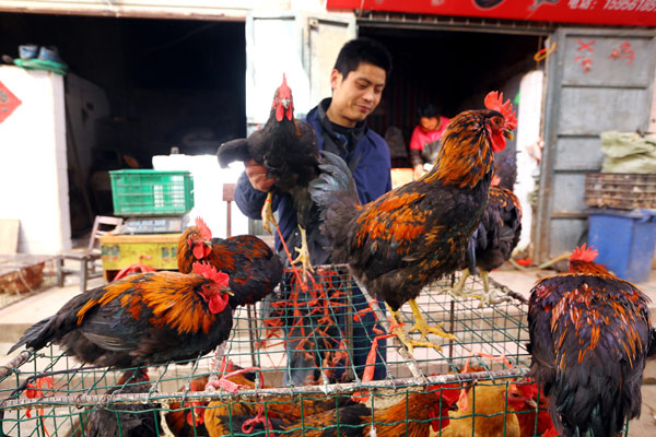 Poultry trading slows in Huaibei, Anhui province, amid fears of the H7N9 strain of bird flu. Wan Shanchao / for China Daily Avian flu quiets song in bird market