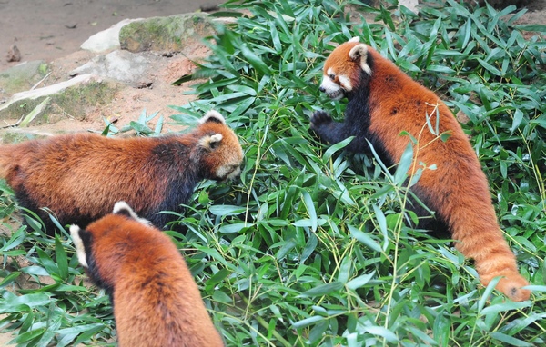 Red pandas prepare for move to Taipei zoo Red pandas prepare for move to Taipei zoo
