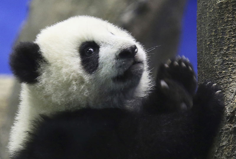 Yuan Zai,Taiwan-born panda,charms media