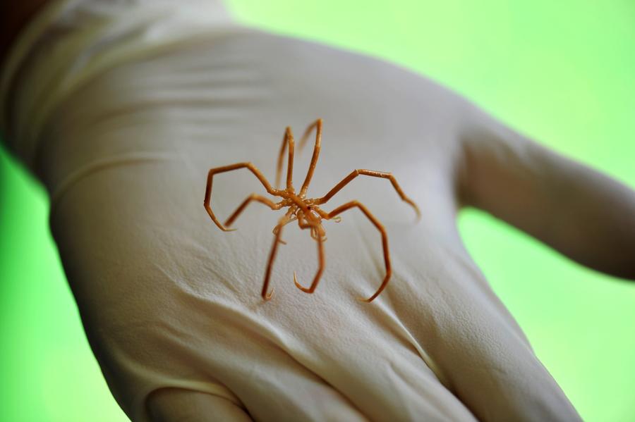 China's Antarctic explorers show biological sample