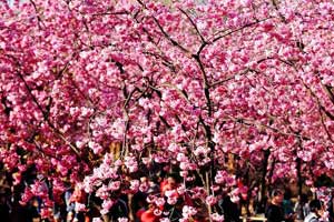 Hangzhou's Prince Bay Park awakens in spring