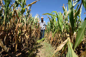 Liaoning suffers the most severe drought since 1951