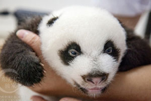 Panda triplets celebrate 100 days