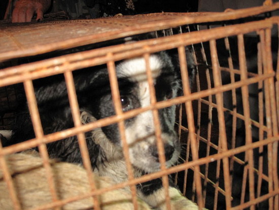 Friends or food? Big data reveals what China thinks of dog meat