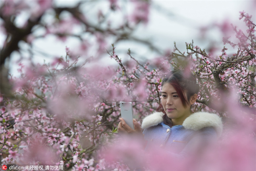 Cherry blossoms signal arrival of spring