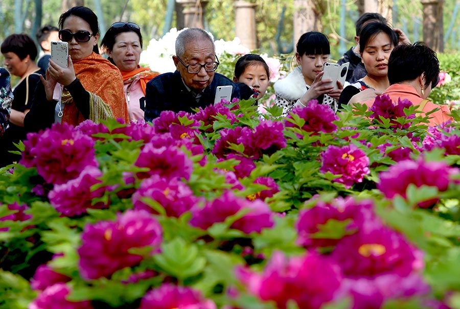 Ancient tree bears 256 peony blossoms in central China