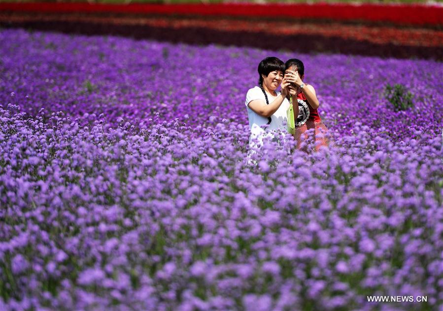 Lavender field attracts visitors in NE China
