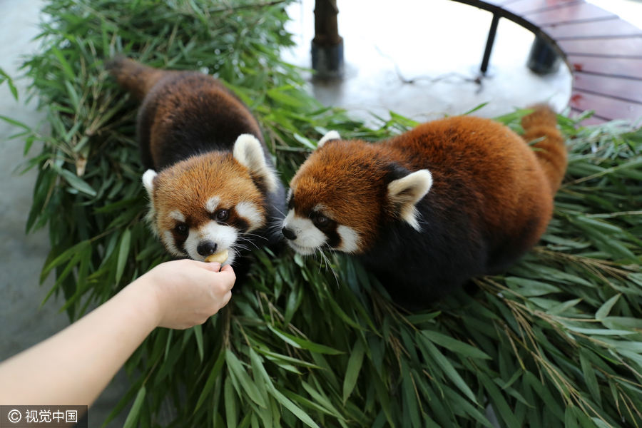 Cute animals share a bite of mooncake festival