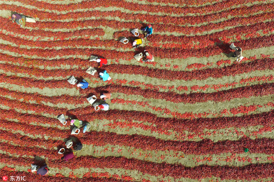 Harvesting bright red chilies in Xinjiang
