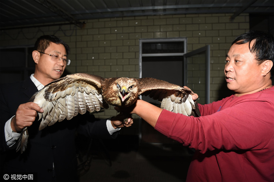 Special doctors give migratory birds back their wings