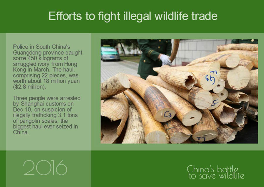 Year in Review: China's battle to save wildlife in 2016