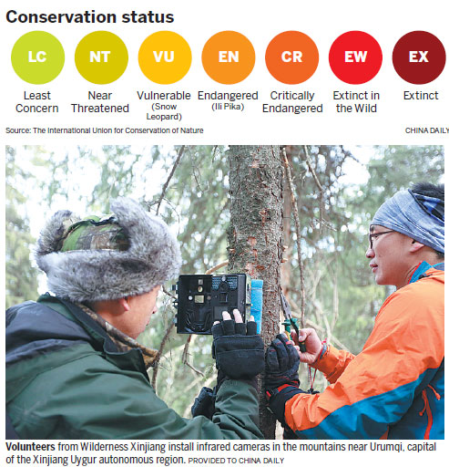 Snow leopard numbers rise, but species still at risk