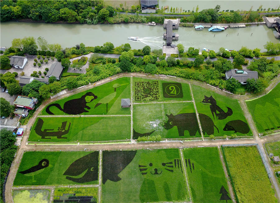 Paddy fields in Hangzhou transform into 'zoo'