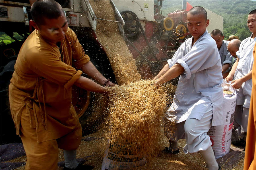 Shaolin monks get joy from harvest