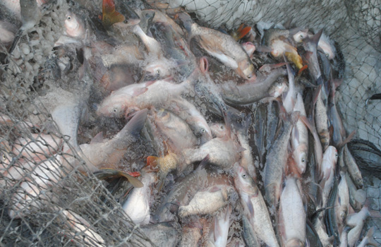 查干湖第九屆冰雪漁獵文化旅游節(jié)開幕