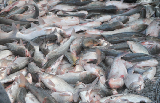 查干湖第九屆冰雪漁獵文化旅游節(jié)開幕