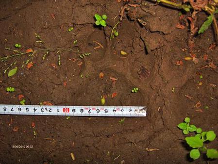 黑龍江迎春發現野生東北虎蹤跡(組圖)