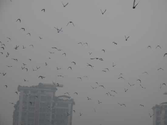 端午劃龍舟等水上民俗活動助興內江中美澳藝術滑水決賽