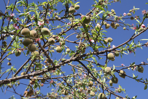 奇！云南東川一桃樹(shù)一年花開(kāi)五次