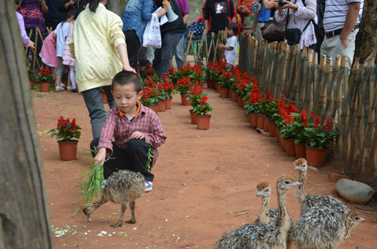 云南野生動物園“召開”六一活動檢閱會