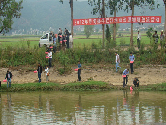 云南省尋甸縣再向牛欄江投放60萬尾魚