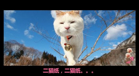 貓叔版步步驚心連續(xù)劇 人類已經(jīng)阻止不了貓叔爆萌了