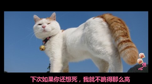 貓叔版步步驚心連續(xù)劇 人類已經(jīng)阻止不了貓叔爆萌了