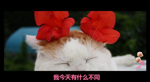 貓叔版步步驚心連續(xù)劇 人類已經(jīng)阻止不了貓叔爆萌了