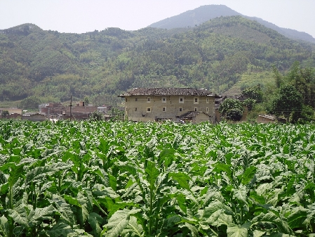 土樓故里 我的家鄉(xiāng)