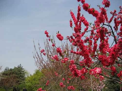 青龍寺櫻花：千年滄桑中那點(diǎn)櫻紅