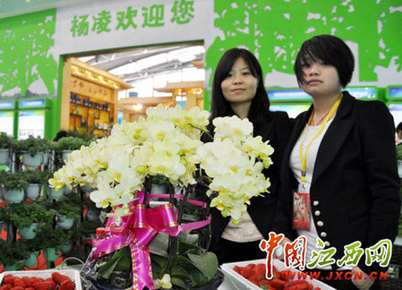 尋秦掠影:近看長安花(組圖)