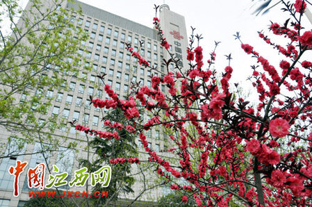 尋秦掠影:近看長安花(組圖)