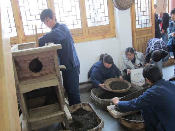 走進(jìn) “茯茶之源” 體驗(yàn)手工筑制茯茶工藝