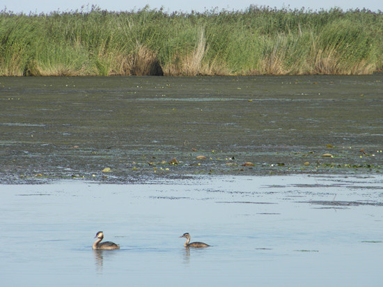 專(zhuān)項(xiàng)資金治理興凱湖 還動(dòng)物一個(gè)更美的家(圖)