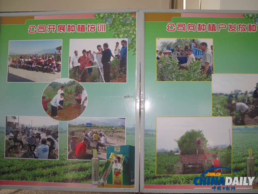 云南德宏盈江 “中國堅果之鄉(xiāng)”