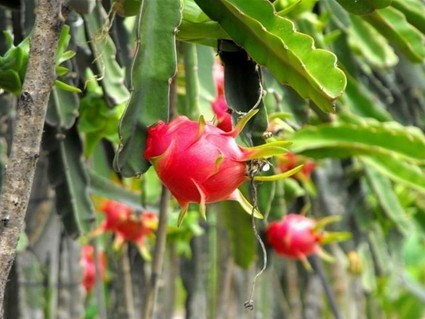 樂東地產(chǎn)精彩無限 八大優(yōu)勢繽紛呈獻(xiàn)