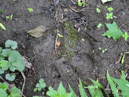黑龍江迎春發現野生東北虎蹤跡(組圖)