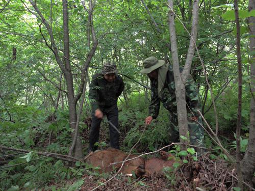 黑龍江迎春發現野生東北虎蹤跡(組圖)