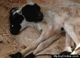 雙頭小羊羔現加納 專家建議分清“主副”頭(圖)