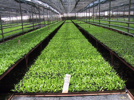 云南花卉熱銷海外市場 出口量和出口額同比增長51.5%、11.7%