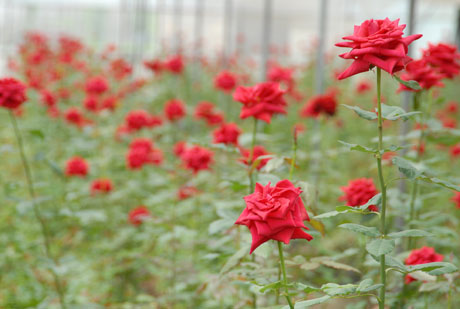 云南花卉熱銷海外市場 出口量和出口額同比增長51.5%、11.7%